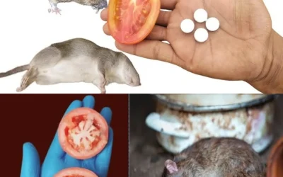 10 astuces naturelles pour faire fuir souris et rats en 1 minute — sans poison ni pièges