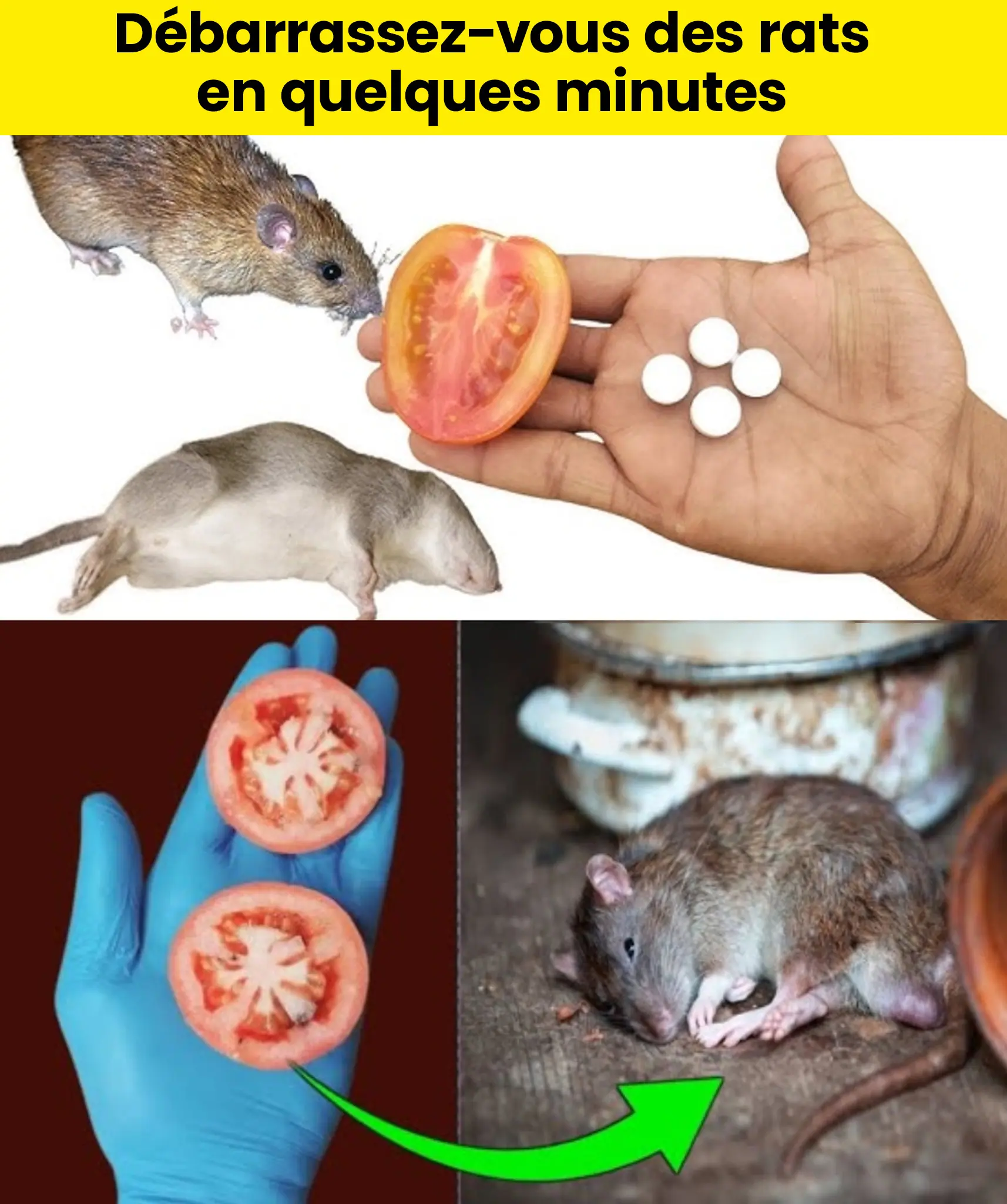 10 astuces naturelles pour faire fuir souris et rats en 1 minute — sans poison ni pièges