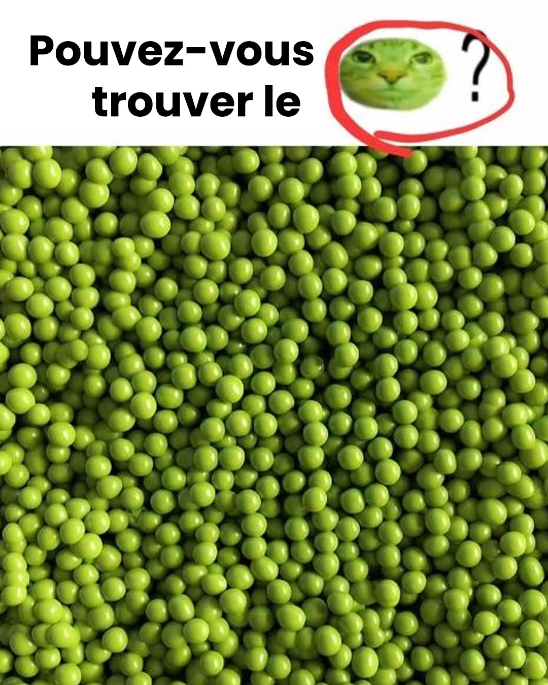 Illusion d’optique : le croiriez-vous si nous vous disions qu’il y a un chat sur cette image