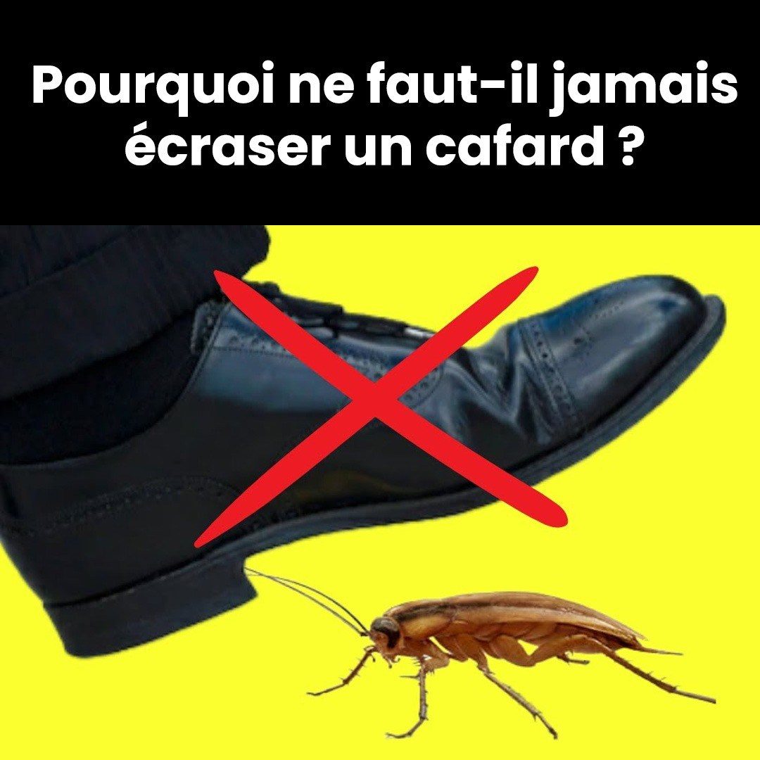 Pourquoi ne faut-il jamais écraser un cafard ??