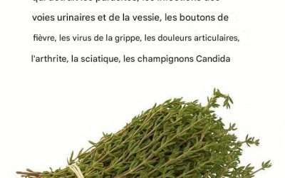 C’est l’une des plantes les plus puissantes au monde