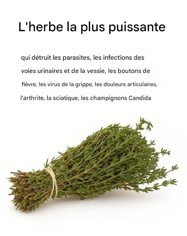 C’est l’une des plantes les plus puissantes au monde
