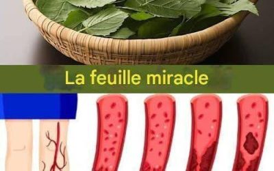 1 Feuille Réduit le Diabète, la Pression, Met Fin aux Douleurs Corporelles, au Cholestérol et Élimine la Mauvaise Circulation