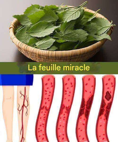 1 Feuille Réduit le Diabète, la Pression, Met Fin aux Douleurs Corporelles, au Cholestérol et Élimine la Mauvaise Circulation