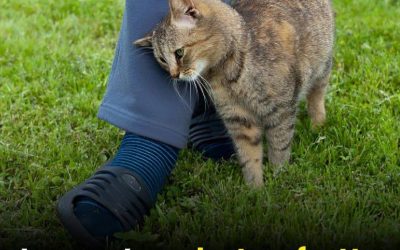 Ce que cela signifie lorsqu’un chat se frotte contre vous