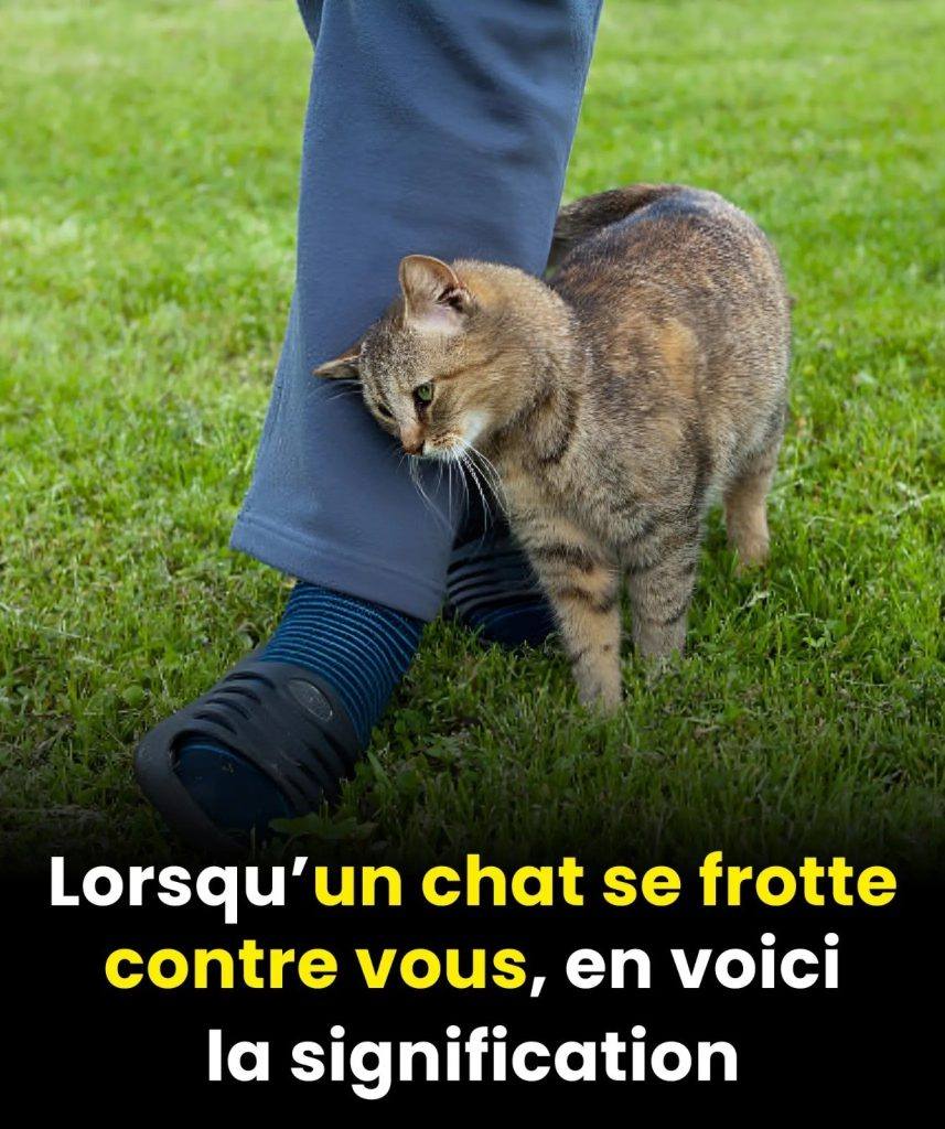 Ce que cela signifie lorsqu’un chat se frotte contre vous