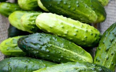 Les médecins révèlent que manger du concombre dans une salade cause…