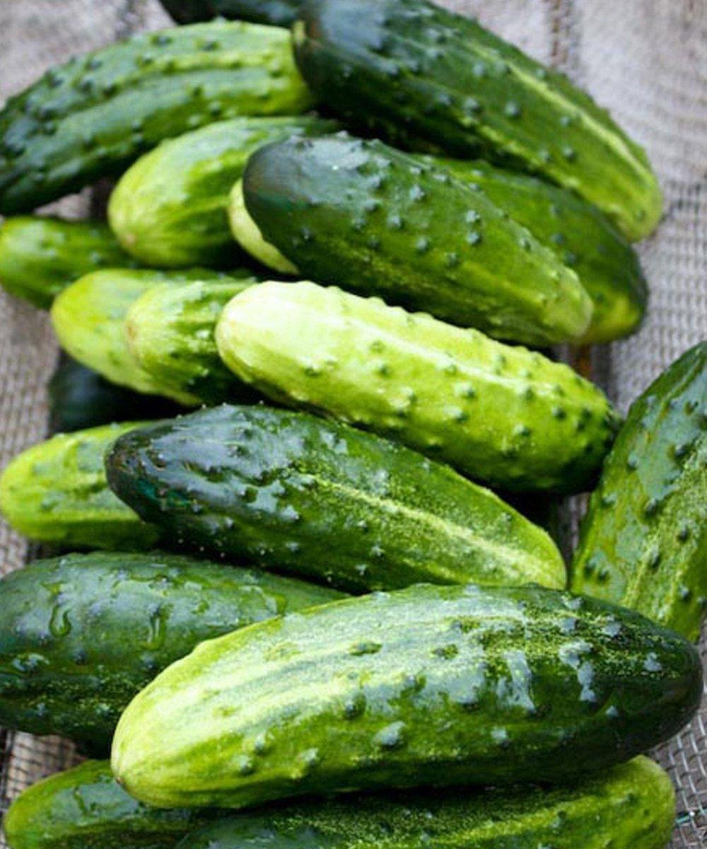 Les médecins révèlent que manger du concombre dans une salade cause…