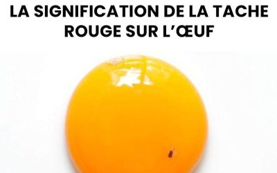 Œufs tachetés de rouge : ce qu’il faut vraiment savoir sur ces marques surprenantes