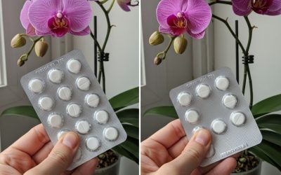 Une seule pilule suffit à la faire fleurir pour toujours : comment soigner une orchidée