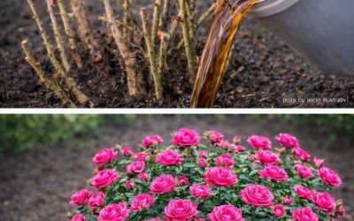 Un seul apport d’engrais au printemps, et vos rosiers s’épanouiront en une explosion de couleurs ! Je vous donnerai la recette en échange d’un simple accord