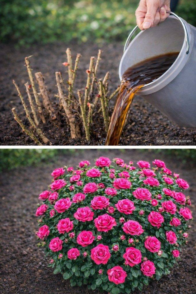 Un seul apport d’engrais au printemps, et vos rosiers s’épanouiront en une explosion de couleurs ! Je vous donnerai la recette en échange d’un simple accord