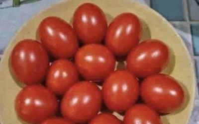 Test visuel ! Comptez les tomates. Y en a-t-il 12 ou 13 ?