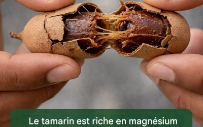 Tamarin : Petit fruit, grands bienfaits pour la santé à connaître