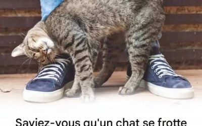 Pourquoi votre chat se frotte contre vous ?