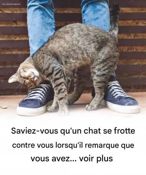Pourquoi votre chat se frotte contre vous ?