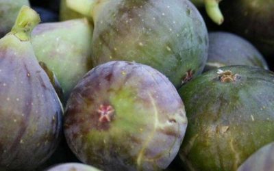 Les figues aident à soulager les douleurs au dos, à la colonne vertébrale et aux genoux.