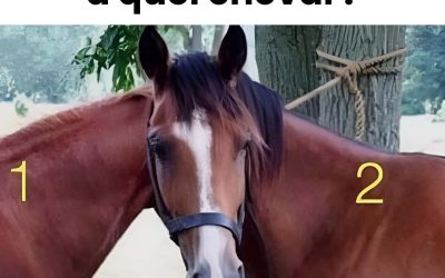 De quel cheval est cette tête ?