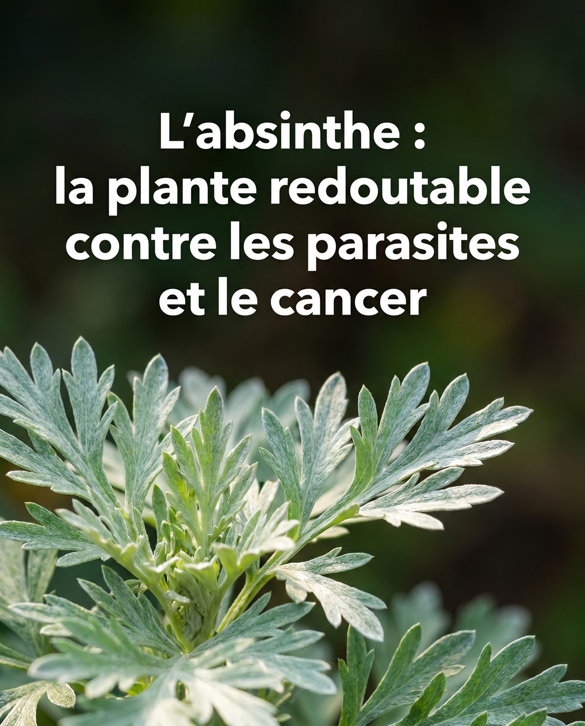 L’Absinthe : l’herbe superpuissante qui tue les parasites et combat le cancer