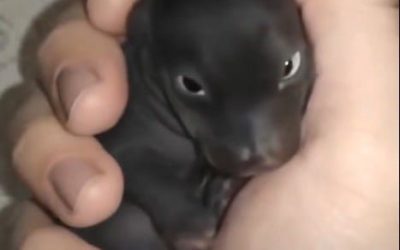 I thought I’d found an abandoned puppy—but it wasn’t a puppy at all. A year later, I was shocked by what it had grown into… Details in the first