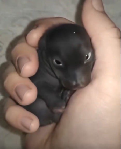I thought I’d found an abandoned puppy—but it wasn’t a puppy at all. A year later, I was shocked by what it had grown into… Details in the first