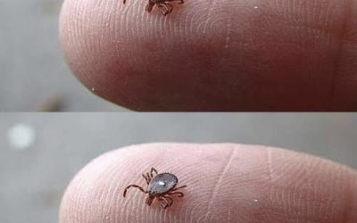 Does anyone know what this is? I found it crawling on my son’s leg after a walk in the woods. It looked like a tick… but that weird white spot really freaked