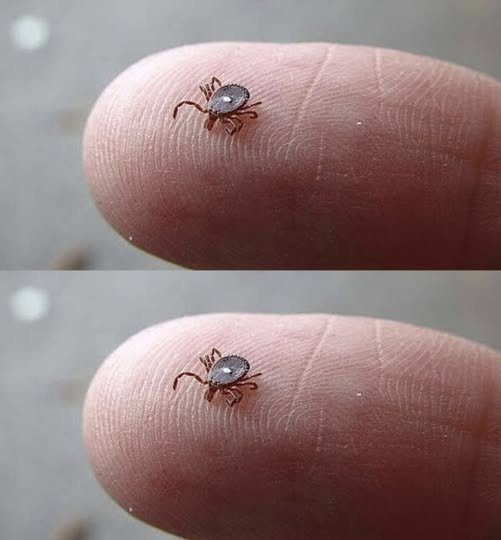 Does anyone know what this is? I found it crawling on my son’s leg after a walk in the woods. It looked like a tick… but that weird white spot really freaked