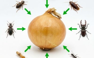Comment utiliser les oignons à la maison : des idées naturelles pour éloigner les nuisibles