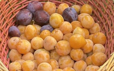 L’abondance arrive chez vous… Écrivez AMENet partagez