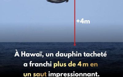 À Hawaï, un dauphin tacheté a franchi plus de 4 m en un saut impressionnant.
