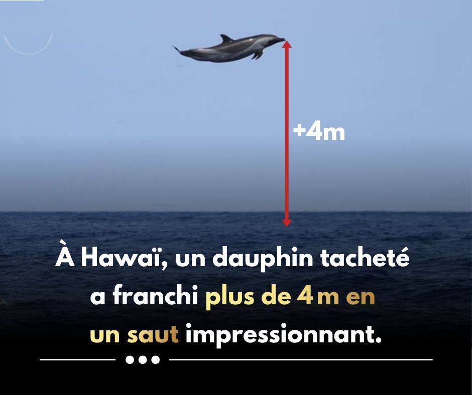 À Hawaï, un dauphin tacheté a franchi plus de 4 m en un saut impressionnant.
