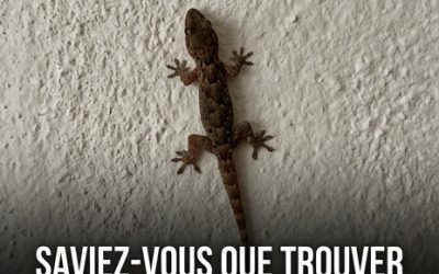 Que signifie la présence d’un lézard chez soi ? La vérité surprenante