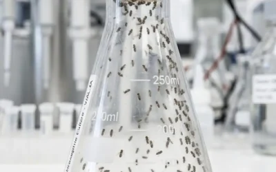 Comment se débarrasser des moucherons dans la cuisine
