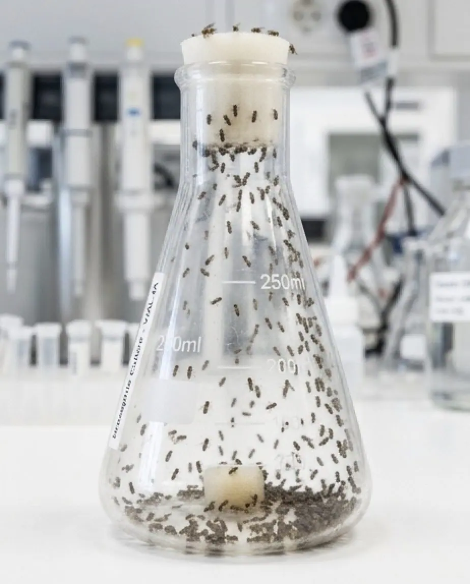 Comment se débarrasser des moucherons dans la cuisine