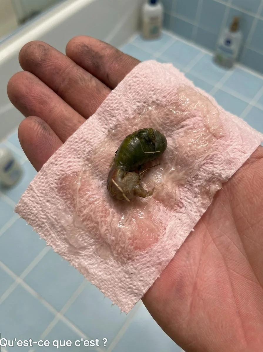 On a trouvé ça dans la salle de bain. Quand je l’ai vu, j’ai eu très peur. Mon mari est venu et l’a ramassé avec un mouchoir. On le fixe depuis vingt minutes, on essaie de comprendre ce que c’est. Quelqu’un sait ? La réponse se trouve dans le premier commentaire.