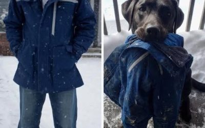 Mon chien m’a rapporté la veste dans laquelle mon mari a disparu il y a des années – je l’ai suivi et je n’en croyais pas mes yeux.