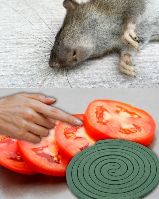 Spray maison pour souris