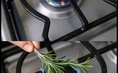 Romarin, une seule herbe et 12 surprenants usages !
