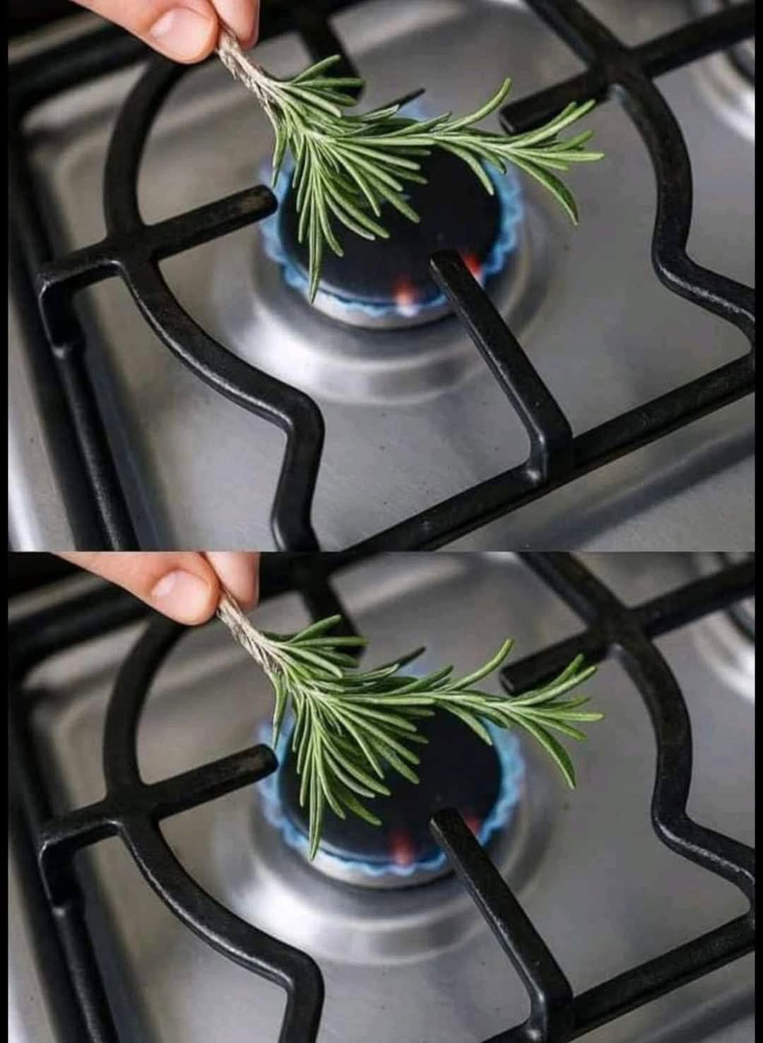 Romarin, une seule herbe et 12 surprenants usages !