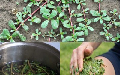 Elle pousse partout, mais la plupart des gens ignorent que cette plante est un véritable trésor… Lire la suite 💬👀👇