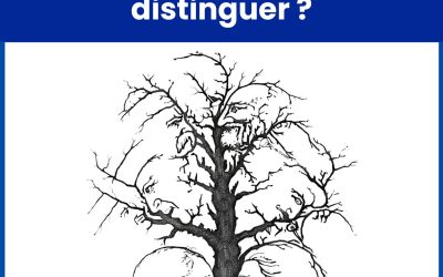 Combien de visages dissimulés dans cet arbre voyez-vous ?Voir le lien