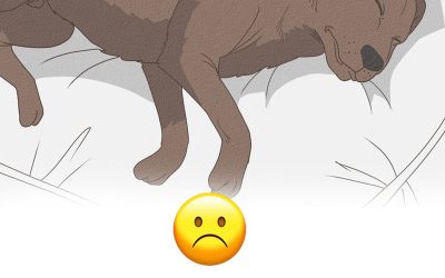 11 signes que votre chien approche de la fin de sa vie