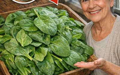 L’assassin des bactéries : la mort commence dans l’intestin. Cette plante nettoie l’intestin et le foie. Je vous donne la recette contre un simple OK.