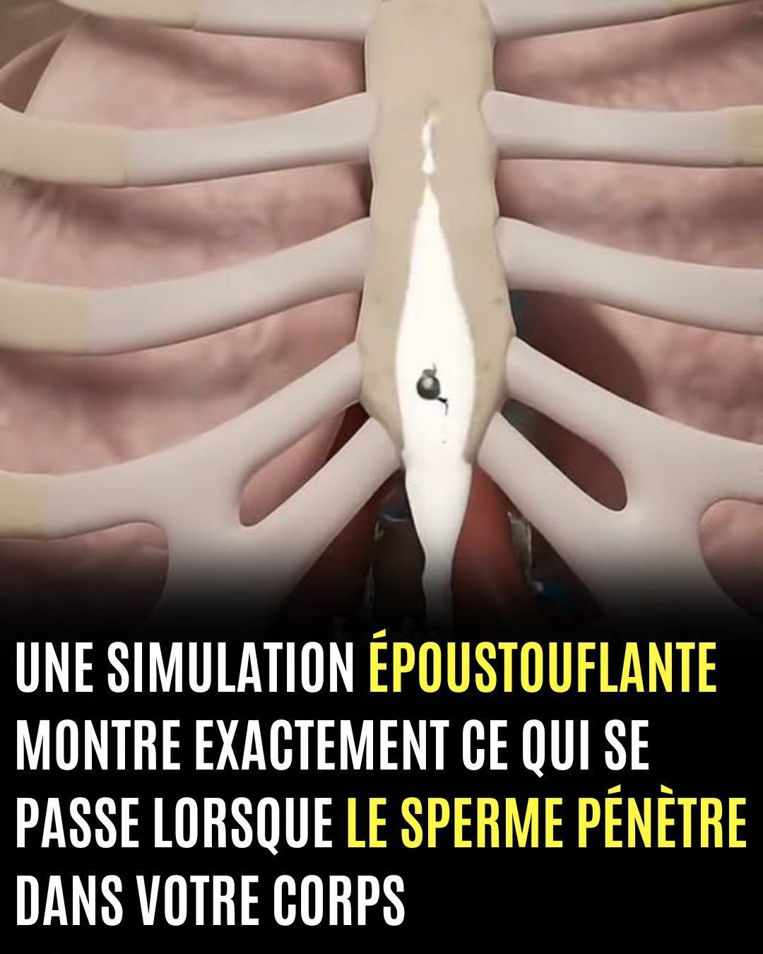 La simulation montre ce qui se passe lorsque le sperme pénètre dans votre corps