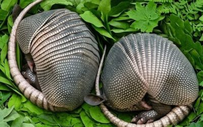 Ce matin, j’arrosais les fleurs dans la cour et j’ai remarqué près de la clôture deux étranges cocons avec une épaisse carapace… et il semblait que quelque chose bougeait à l’intérieur… Quand j’ai découvert cela, j’ai été sous le choc…