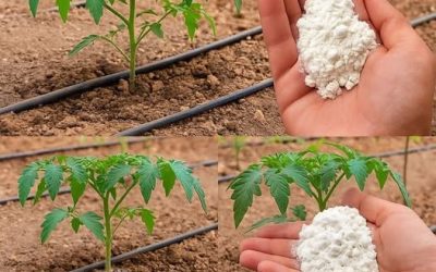 Engrais organique secret pour concombres, tomates et poivrons – dites adieu aux feuilles jaunes, aux maladies et aux faibles rendements !
