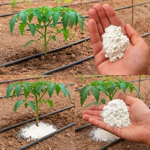 Engrais organique secret pour concombres, tomates et poivrons – dites adieu aux feuilles jaunes, aux maladies et aux faibles rendements !