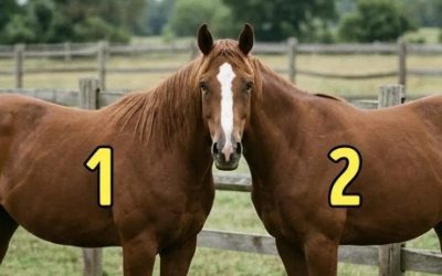 À qui appartient la tête de ce cheval ?