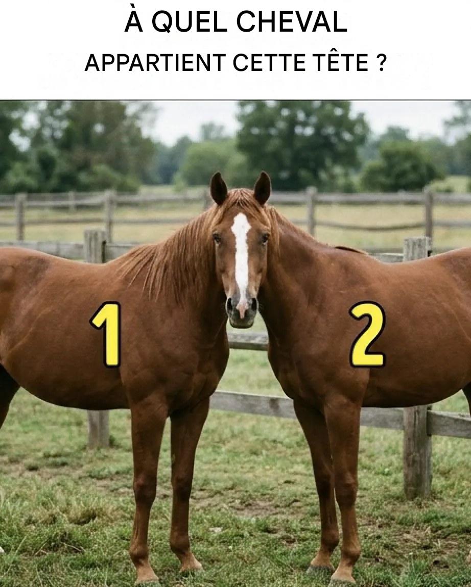 À qui appartient la tête de ce cheval ?