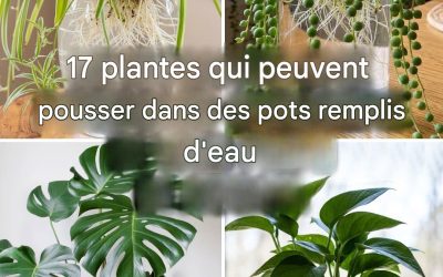 17 plantes que vous pouvez garder dans des pots remplis d’eau